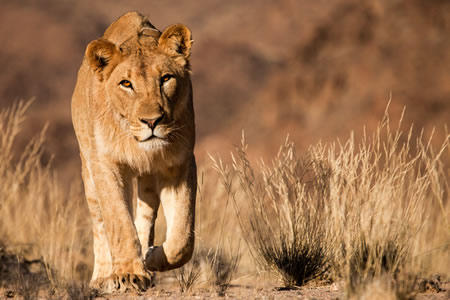 Universum / Wüstenkönige - Die Löwen der Namib, Preis für die "Beste Kamera"