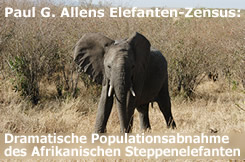 Dramatische Populationsabnahme des Afrikanischen Steppenelefante # Foto (c) obred